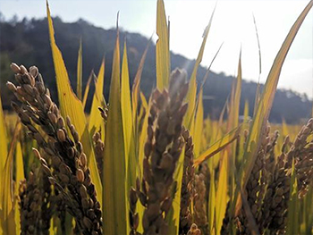 遨游太空的水稻與常規(guī)水稻有什么不一樣？是不是營(yíng)養(yǎng)價(jià)值更高？