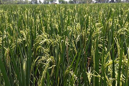 種水稻搞養(yǎng)殖，“女漢子”田芳脫貧了