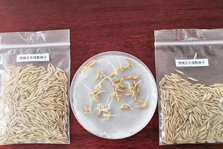和嫦娥五號(hào)一起“上天”的水稻種子發(fā)芽了！