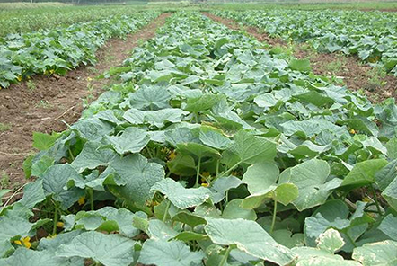 南方稻田栽插水稻之前，可以播栽哪些早春蔬菜？你準(zhǔn)備好了嗎？