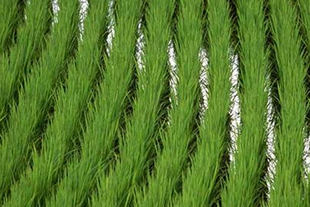 水稻高產(chǎn)栽培的灌溉方式要注意哪些方面？