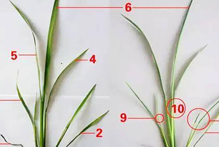 水稻7個(gè)葉是什么意思？