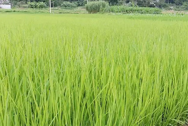 水稻苗徒長跟種子有關(guān)嗎？水稻苗徒長原因有3種，應對癥采取措施